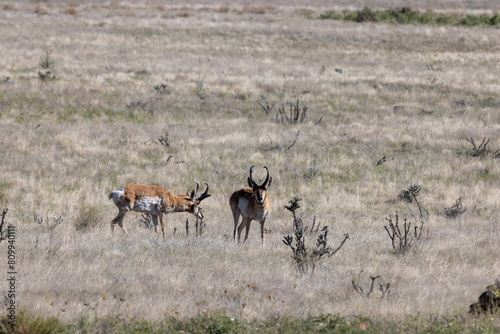 Pronghorn Antelope Bucks on the Arizona Prairie © natureguy