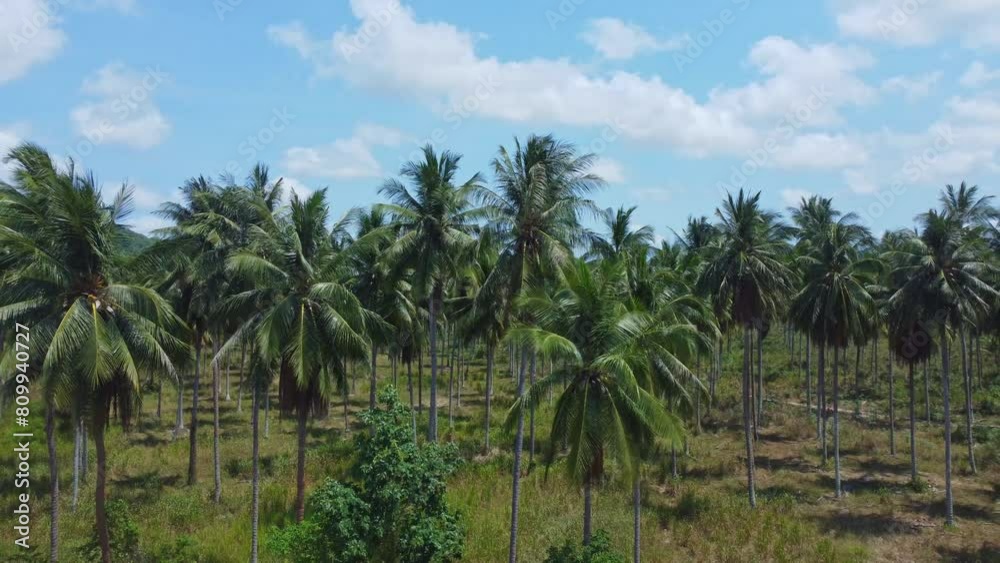 Aerial shot of coconut palm plants in a coconut plantation on a sunny day under the clear blue sky in rural of Thailand. Suitable for making videos about agricultural industry, natural sustainability. Aerial shot of coconut palm plants in a coconut plantation on a sunny day under the clear blue sky in rural of Thailand. Suitable for making videos about agricultural industry, natural sustainability.