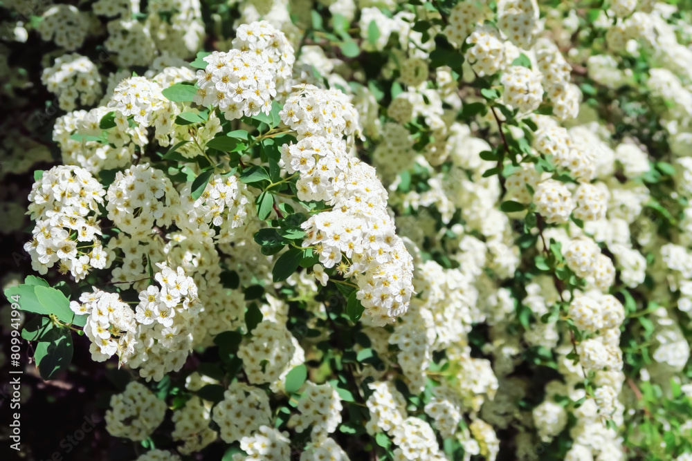White flowers Spiraea Prunifolia f. Simpliciflora White flowers Spiraea Prunifolia f. Simpliciflora