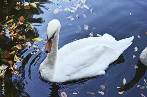 White swan on lake