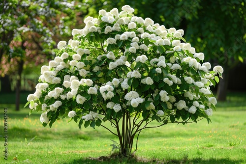 Kousa Flower Tree in Spring Garden Landscape with Striking White Flowers and Greenery photo