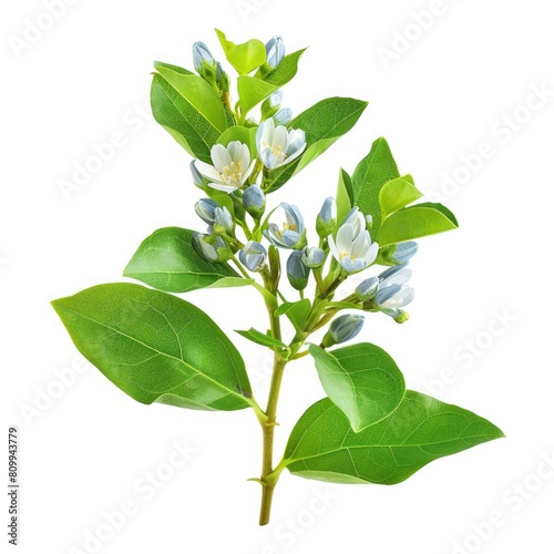 Lignum Vitae Bouquet on White Background - Isolated Blue Blossom with Green Leaves and Natural photo