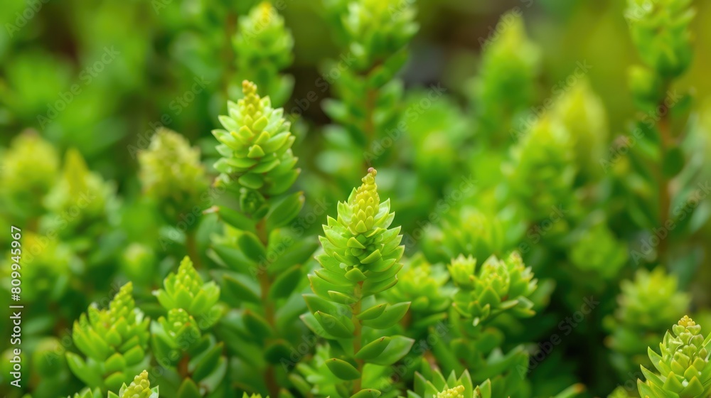 Green Burro Tail Sedum: A Natural Flora in the Flower Garden with Fresh Leaf in the Background Green Burro Tail Sedum: A Natural Flora in the Flower Garden with Fresh Leaf in the Background