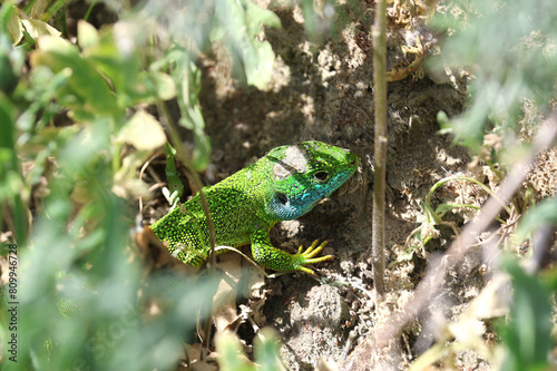 Colorful western green lizard at the Kaiserstuhl in Germany
