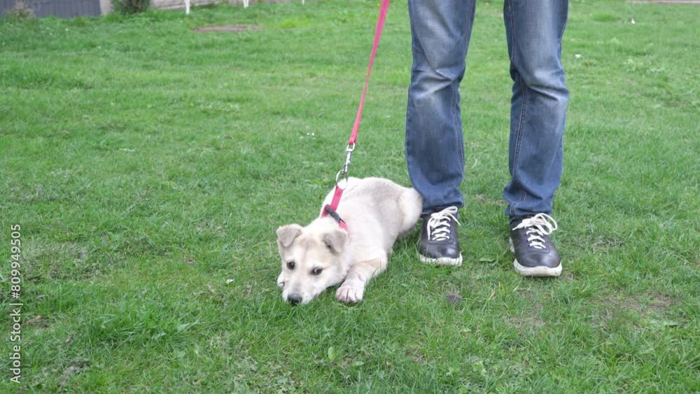 a man with a dog on a leash, the puppy lies on the grass on a leash, the dog does not want to go, a stubborn dog a man with a dog on a leash, the puppy lies on the grass on a leash, the dog does not want to go, a stubborn dog