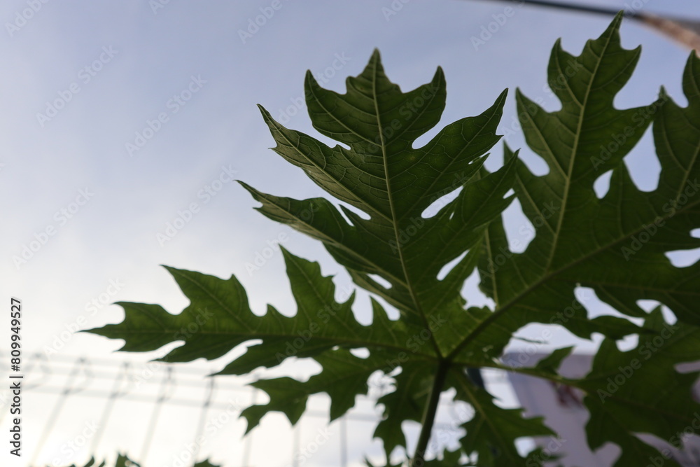 Fototapeta premium Papaya leaves under the afternoon sun