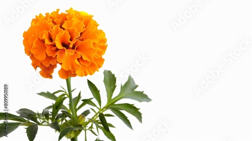 A bright orange marigold