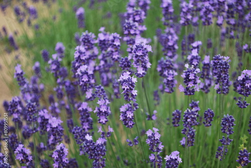 Purple lavender field in Hokkaido, Japan. Closeup of lavender flowers in field. Purple flowers. Lavender plant. Rolling hills of lavender with mountains in background.