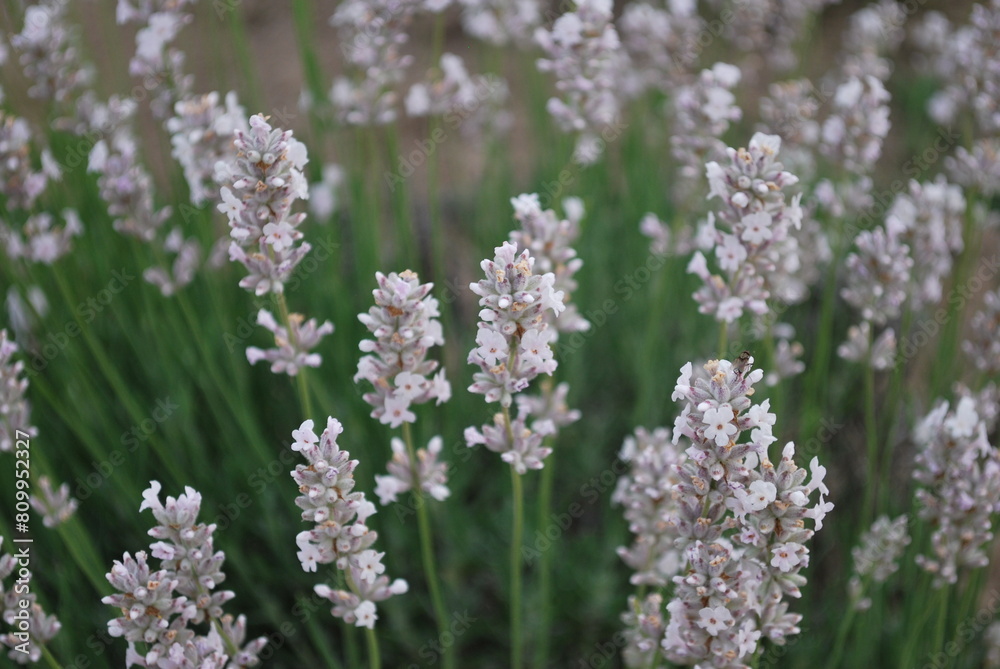 White lavender field in Hokkaido, Japan. Closeup of lavender flowers in field. White flowers. Lavender plant. White lavender field in Hokkaido, Japan. Closeup of lavender flowers in field. White flowers. Lavender plant.