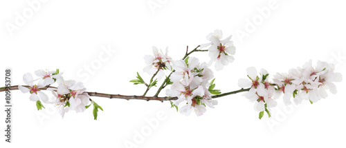 Beautiful blossoming tree branch with flowers isolated on white. Spring season