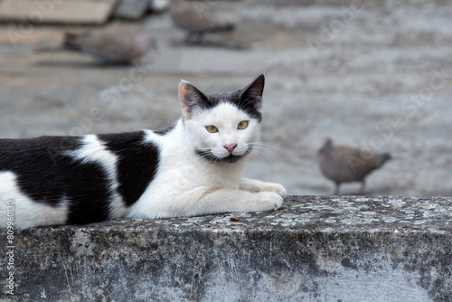 black and white cat laying on a cement fence looking the camera, while  brown doves (Streptopelia decaocto) walking around in the background. selective focus