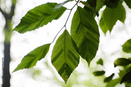Fotografía Beech Leaf Disease causes dark green stripes on beech tree leaves and can kill beech trees