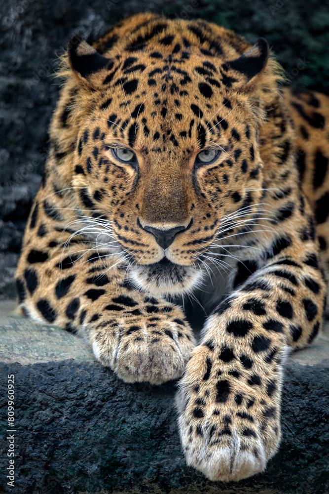 Portrait of an angry Amur leopard. Leopard getting ready to attack.