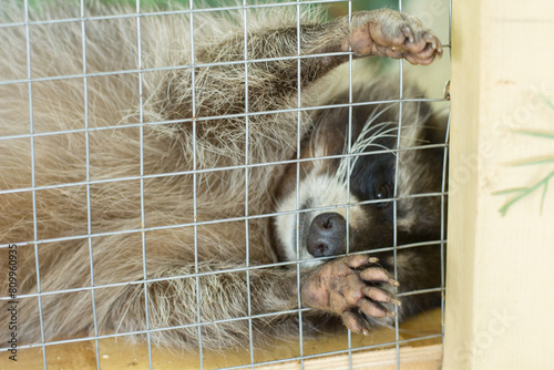 Fluffy raccoon crying in a cage. Keeping wild animals in captivity is not allowed. Wildlife protection