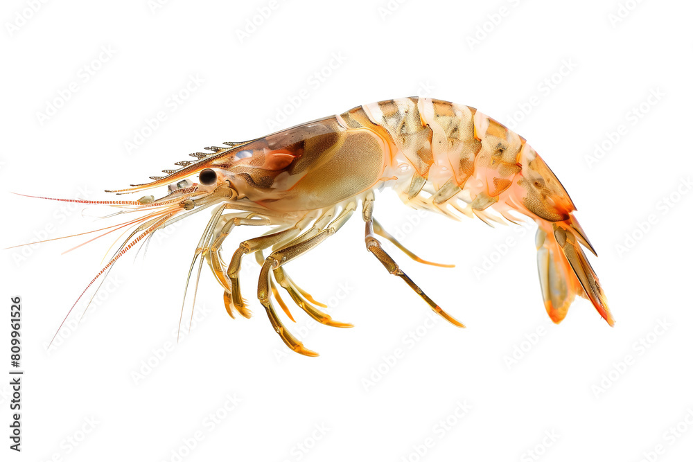 Detailed Pacific Shrimp Isolated on White Background for Seafood Enthusiasts Detailed Pacific Shrimp Isolated on White Background for Seafood Enthusiasts