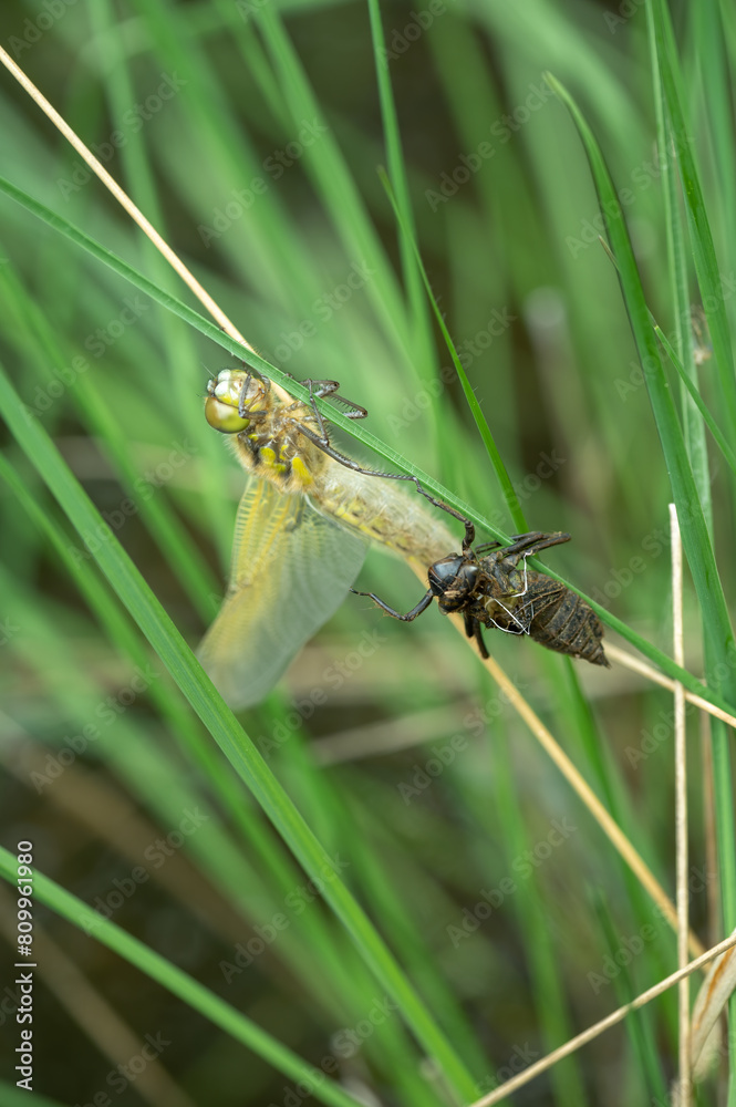 Birth of four-spotted chaser (libellula quadrimaculata), Belgium Birth of four-spotted chaser (libellula quadrimaculata), Belgium
