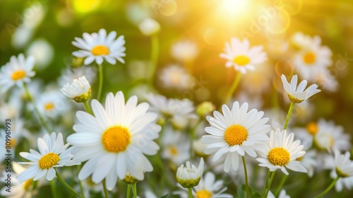 Aster field on a sunny day.