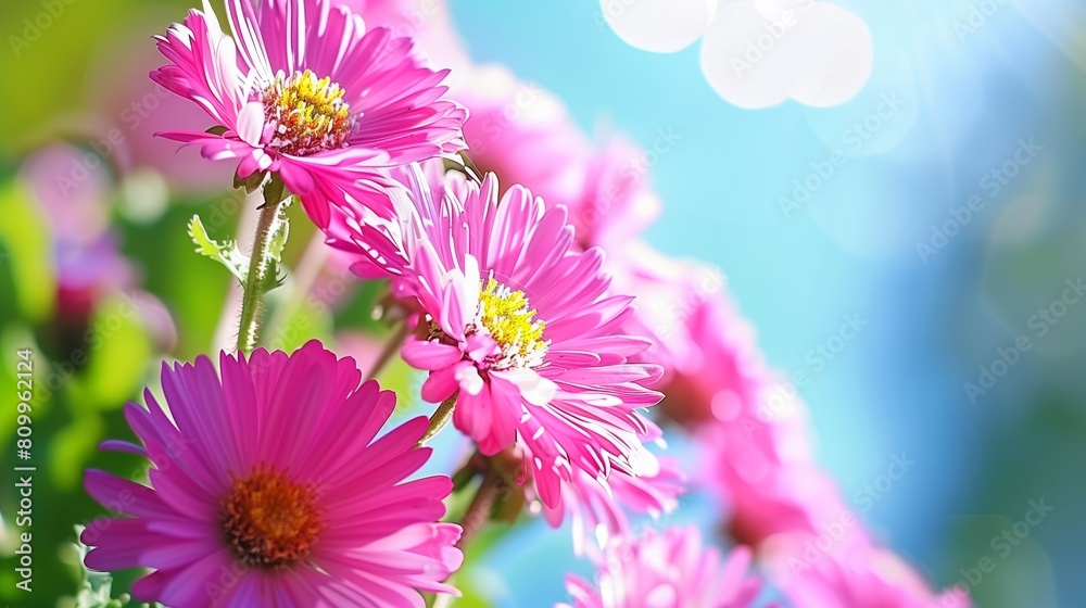 Obraz premium Aster field on a sunny day.