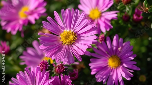 Aster field on a sunny day.