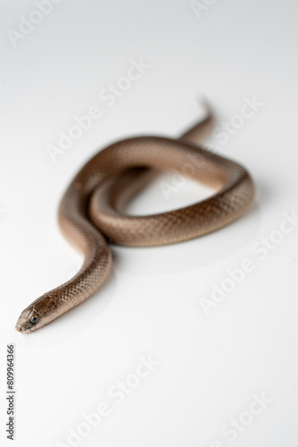 Smooth Earth Snake - Virginia valeriae - on white background 