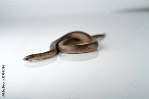 Smooth Earth Snake - Virginia valeriae - on white background 