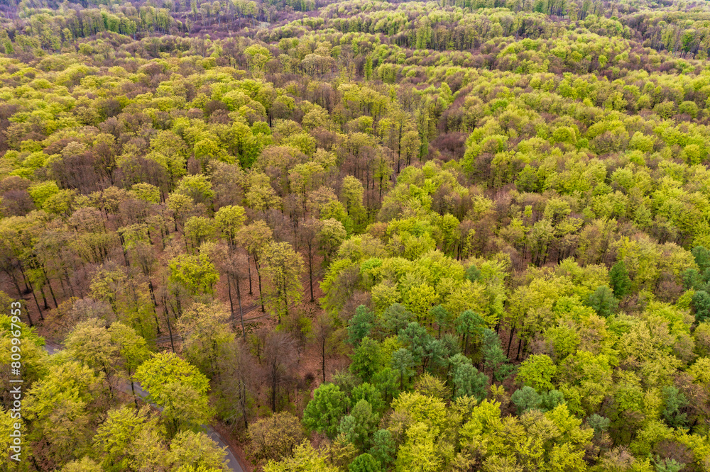 Obraz premium Beautiful spring forest landscape, fresh green leaves on trees in spring, view from drone.