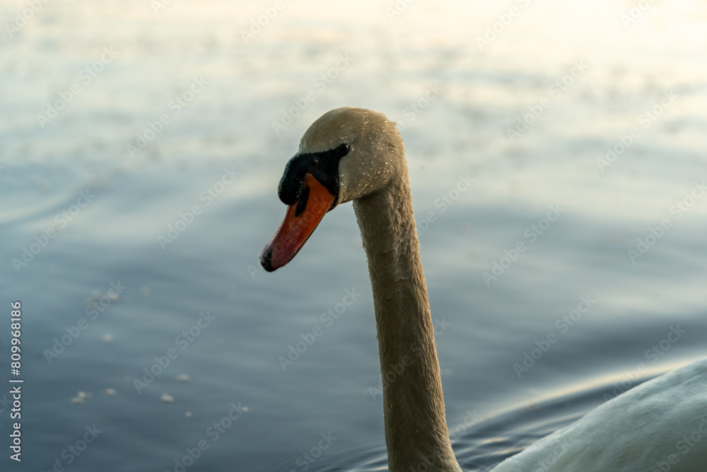 close up of a swan in the evening sunset sun preparing for the night in the water