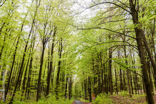 Beautiful spring forest landscape  fresh green leaves on trees  spring in deciduous forest.