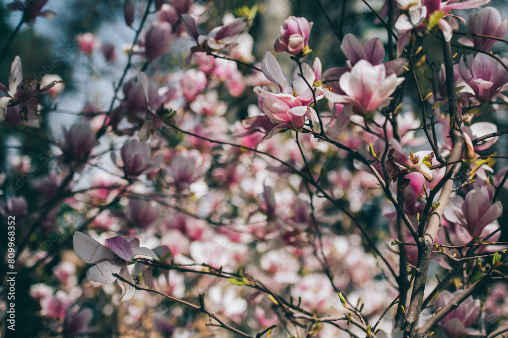 Magnolia flowers in spring, Magnolia flowers in Springtime Magnolia flowers in spring, Magnolia flowers in Springtime