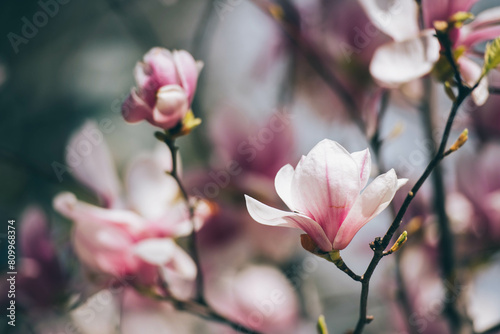 Magnolia flowers in spring  Magnolia flowers in Springtime