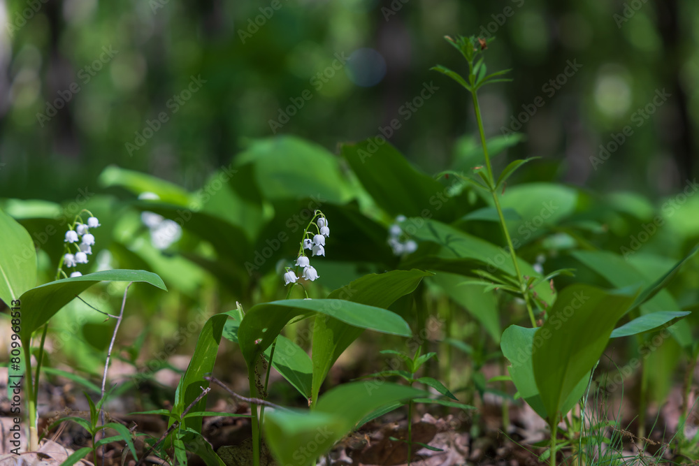 Lily of the valley - white flower with green leaves in the forest. Nice bokeh. Lily of the valley - white flower with green leaves in the forest. Nice bokeh.