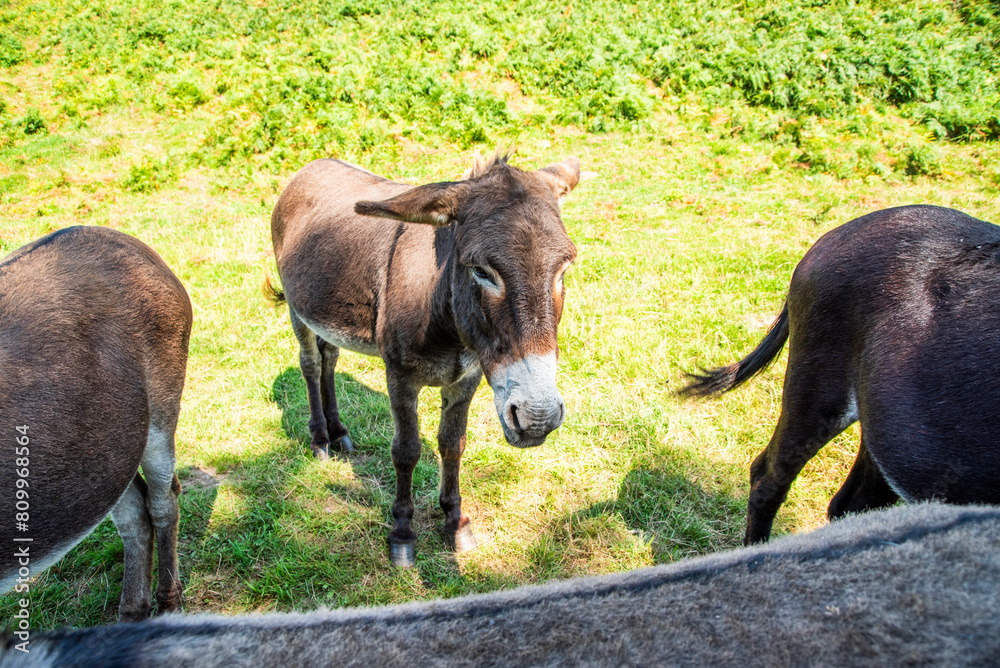 Fototapeta premium Donkeys on a clearing in the sun.