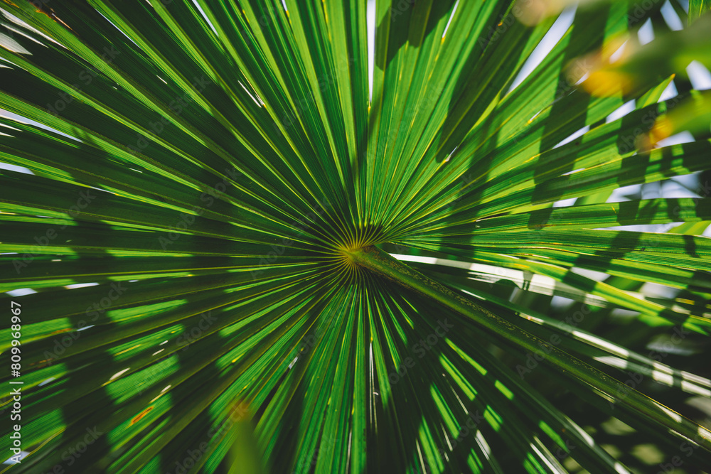 Obraz premium palm tree leaves, palm Leaf background, palm fronds