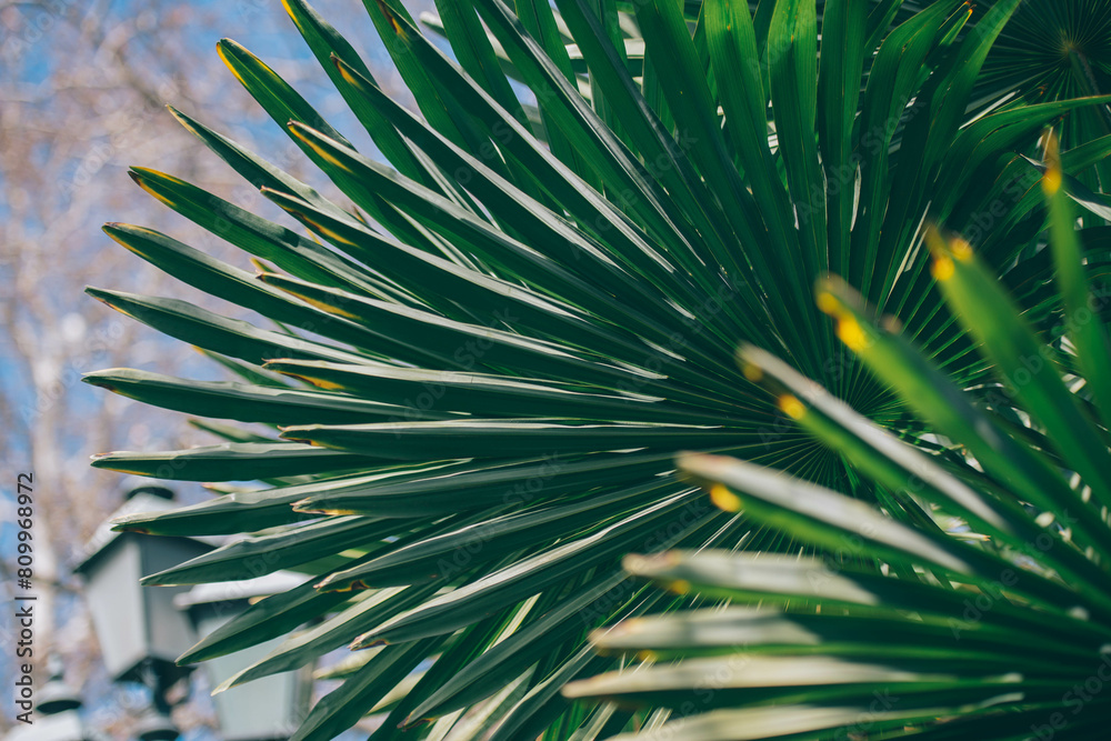 Fototapeta premium palm tree leaves, palm Leaf background, palm fronds