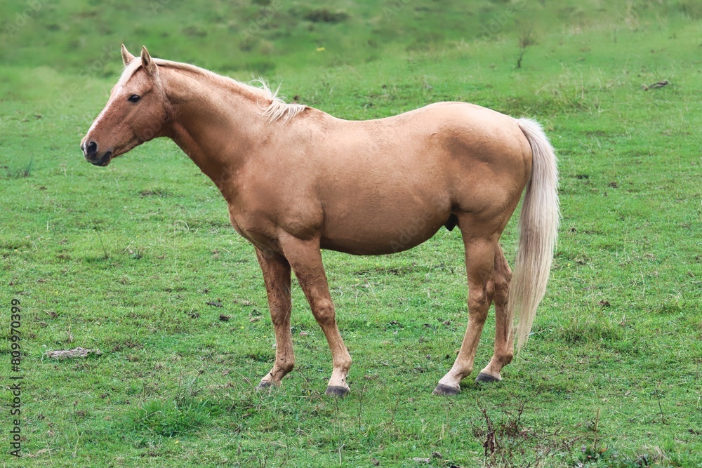 Fototapeta premium New Zealand