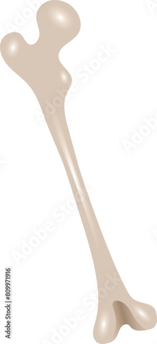 Human Femur Bone Icon Illustration.
