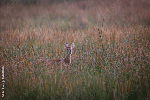 Chinese water deer in a meadow