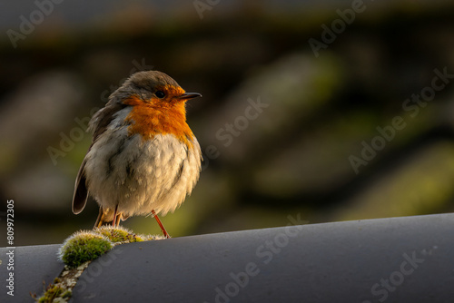 Robin on some moss