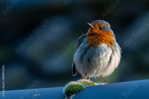Robin on some moss