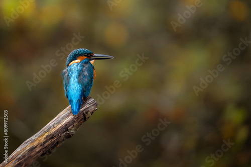 Kingfisher Perching on a branch on the norfolk broads