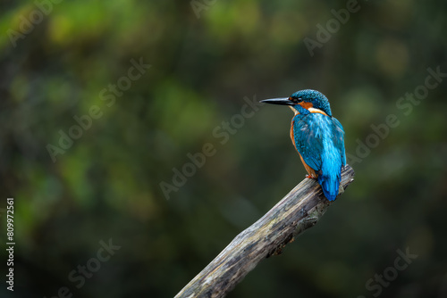 Kingfisher Perching on a branch on the norfolk broads