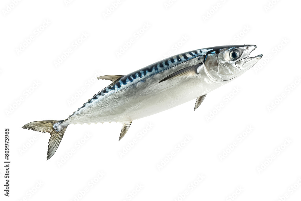 Fresh Atlantic Mackerel Isolated on White Background for Seafood Lovers Fresh Atlantic Mackerel Isolated on White Background for Seafood Lovers