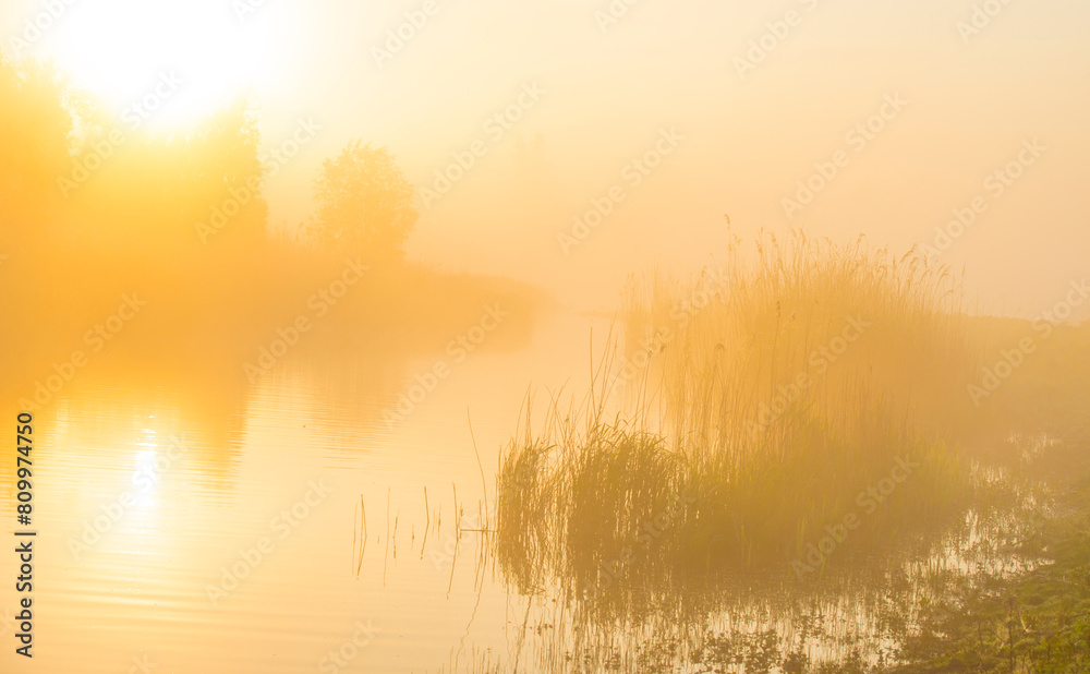 Obraz premium The edge of a lake with reed in wetland in springtime at sunrise , Almere, Flevoland, The Netherlands, May 9, 2024