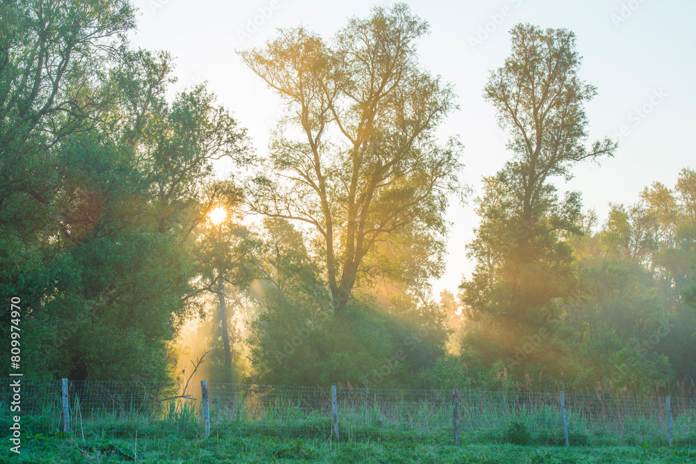 The edge of a lake with reed in wetland in springtime at sunrise , Almere, Flevoland, The Netherlands, May 9, 2024 The edge of a lake with reed in wetland in springtime at sunrise , Almere, Flevoland, The Netherlands, May 9, 2024