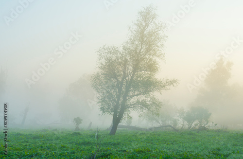 The edge of a lake with reed in wetland in springtime at sunrise   Almere  Flevoland  The Netherlands  May 9  2024