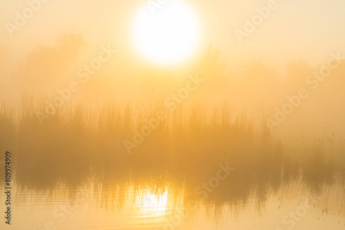 The edge of a lake with reed in wetland in springtime at sunrise , Almere, Flevoland, The Netherlands, May 9, 2024