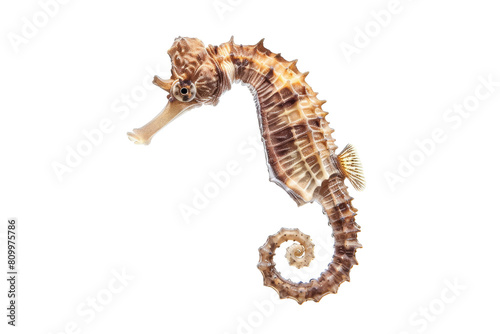 Intricate Pacific Seahorse Isolated on White Background for Marine Enthusiasts