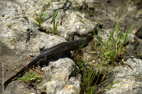 Sharp-Ribbed Salamander or Spanish Ribbed Newt (Pleurodeles waltl) walkinf to a pond, Spain photo