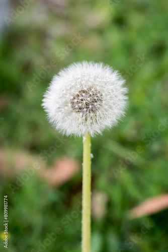 Beautiful common dandelion  taraxacum officinale  fruit.