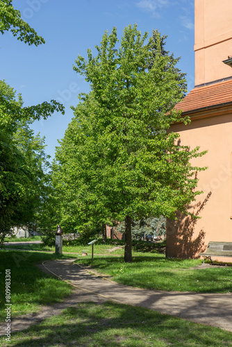 Pear tree in front of the church in Ribbeck, Nauen in spring © Cora Müller